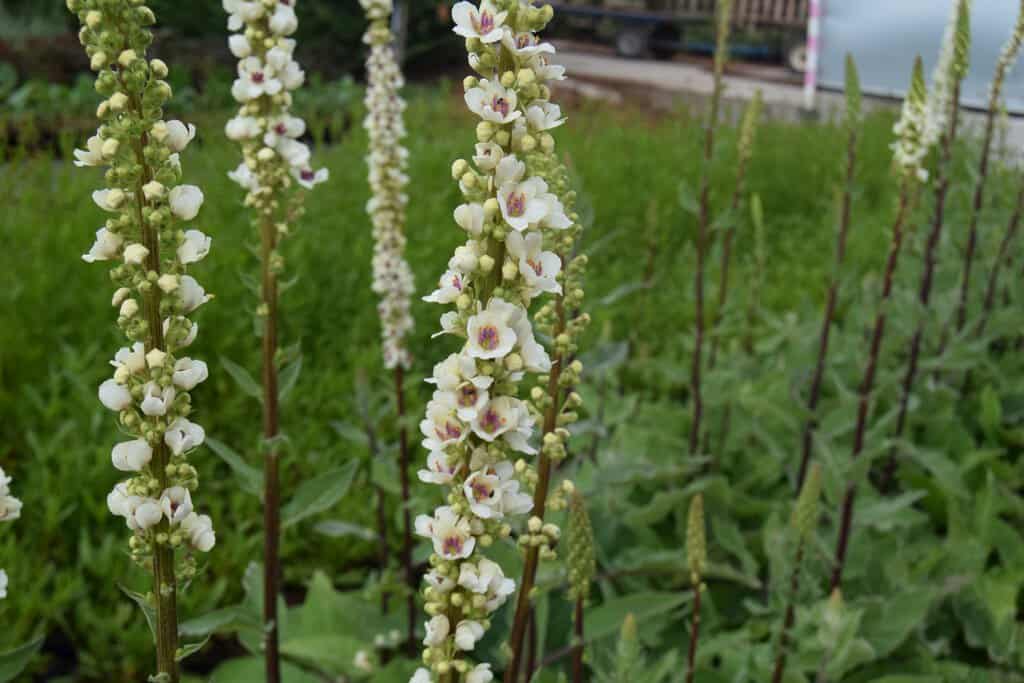 Verbascum chaixii 'Album' ---